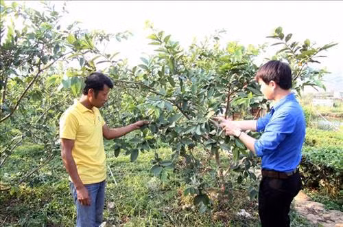Mô hình kinh tế VAC kết hợp nghỉ dưỡng của anh Hồ Hữu Thức bước đầu đã phát huy được hiệu quả. Ảnh: Việt Hoàng - TTXVN