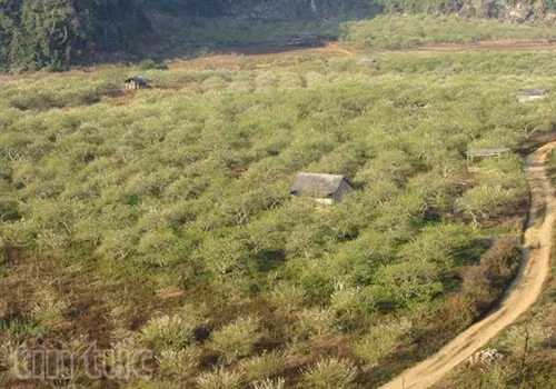 Xao xuyến sắc hoa Mộc Châu ảnh 4