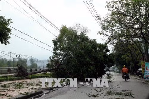 Cây xanh, cột điện trên tuyến phố Thanh Niên tại thành phố Bắc Kạn bị gió lốc quật đổ. Ảnh: Đức Hiếu - TTXVN