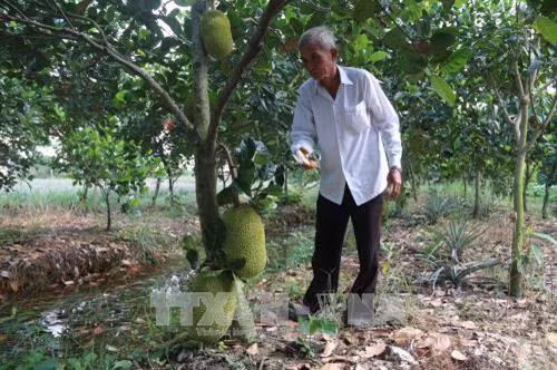 Trong năm 2017, mít Thái siêu sớm luôn giữ ở mức giá cao. Thương lái đến tận vườn thu mua giá từ 35.000 đ đến 40.000 đ/kg, tùy chất lượng, cao gấp ba lần cùng kỳ năm trước. Nhờ vậy, mỗi ha mít sau khi trừ chi phí, nông dân lãi từ 500 triệu đến hàng tỉ đồng. Ảnh: Minh Trí - TTXVN