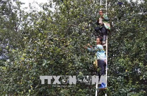 Thu hoạch táo mèo ở xã Tỏa Tình. Ảnh: Xuân Tư – TTXVN