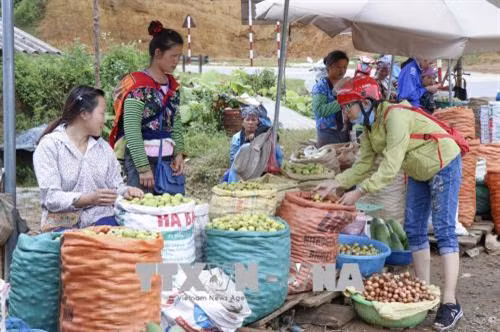 Người dân mua quả táo mèo trên đèo Pha Đin. Ảnh: Xuân Tư – TTXVN