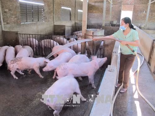 Bà Trần Thị Thoan (xã Ea Păl, huyện Ea Kar) phát triển kinh tế chăn nuôi từ nguồn vốn của Ngân hàng Chính sách xã hội tỉnh Đắk Lắk. Ảnh: Quang Huy - TTXVN