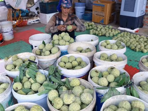 Hộ nông dân Trịnh Đức Thưởng ở thôn Tân Tiến, xã Hoàng Tiến, thị xã Chí Linh có hơn 2 ha trồng na, mỗi năm thu lãi hơn 200 triệu đồng. Ảnh: Vũ Sinh - TTXVN