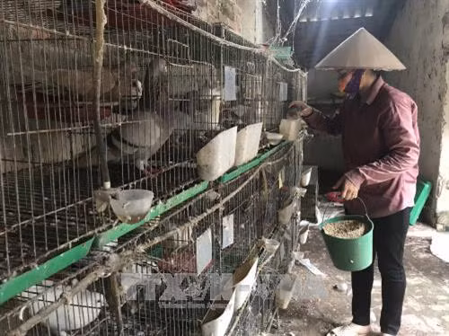 Chim bồ câu nuôi trong trang trại. Ảnh: TTXVN
