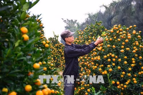 Người trồng quất xã Nam Phong, thành phố Nam Định buộc lại những cây quất cuối cùng để xuất bán. Ảnh: Công Luật – TTXVN