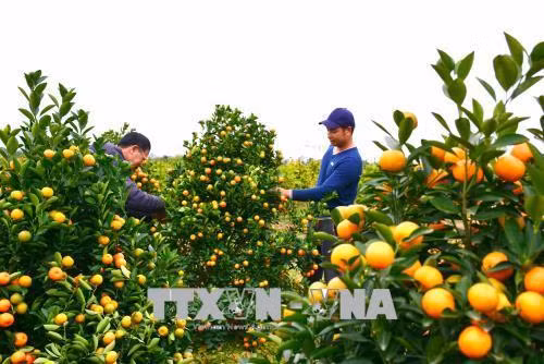 Người trồng quất xã Nam Phong, thành phố Nam Định buộc lại những cây quất cuối cùng để xuất bán. Ảnh: Công Luật – TTXVN