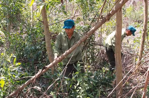 Cán bộ Công ty Lâm nghiệp M’Đrắk phát dọn gỗ keo bị chết khô để hạn chế cháy rừng. Ảnh : Phạm Cường -TTXVN