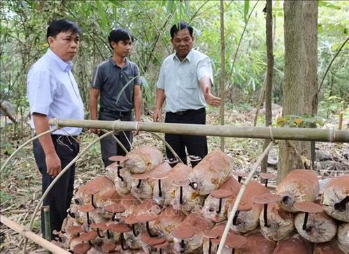 Kiểm tra mô hình trồng nấm Linh chi bán tự nhiên dưới tán rừng tại Vườn quốc gia Phước Bình. Ảnh: Nguyễn Thành – TTXVN