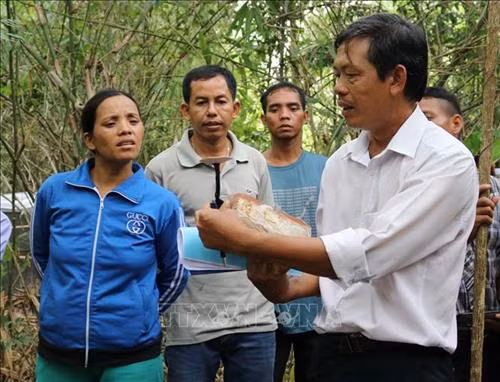 Cán bộ Vườn quốc gia Phước Bình hướng dẫn kỹ thuật trồng nấm Linh chi cho người dân xã Phước Bình (huyện Bác Ái, tỉnh Ninh Thuận). Ảnh: Nguyễn Thành – TTXVN