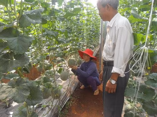 Ông Thọ kiểm tra vườn dưa. Ảnh: khuyennongvn.gov.vn