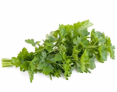 Những công dụng tuyệt vời của rau mùi thơm ảnh 11