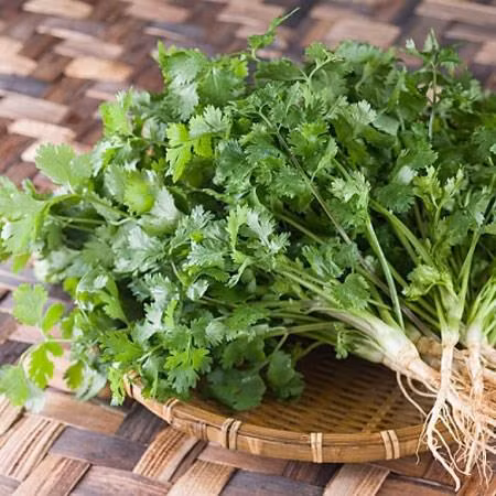 Những công dụng tuyệt vời của rau mùi thơm ảnh 9