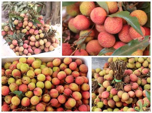 Vải lai u Phù Cừ ảnh 1