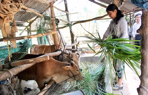 Từ 20 triệu đồng hộ nghèo, chị Nguyễn Thị Lệ Thanh ở thôn Phước Nhuận, xã Xuân Quang 3, huyện Đồng Xuân đầu tư vào nuôi bò