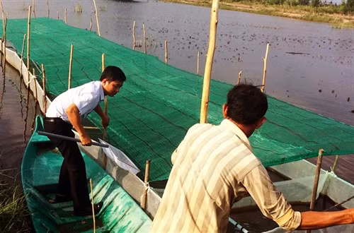 Vèo tôm giống là một công đoạn quan trọng người dân không nên bỏ qua