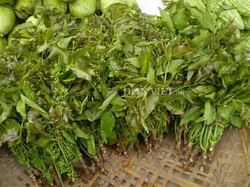 Đọt sầu đâu An Giang.
