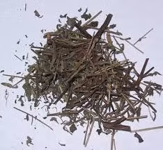 Giloy – Cây thuốc chữa ung thư hiệu quả ảnh 2