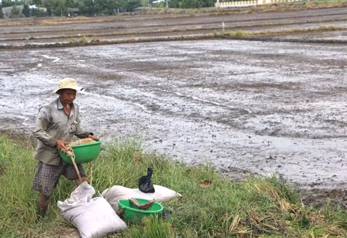 Nông dân huyện Vị Thủy chọn giống lúa ngắn ngày gieo cấy vụ hè thu.