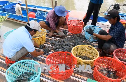 Thu hoạch tôm càng xanh ở xã Vĩnh Hòa, huyện U Minh Thượng, tỉnh Kiên Giang. Ảnh: Lê Huy Hải - TTXVN