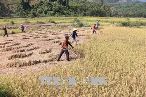 Cánh đồng lúa tại xã An Dũng nằm trong lòng hồ sẽ được thay thế bằng những cánh đồng khác. Ảnh: Phạm Kha - TTXVN