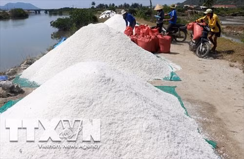 Muối được mùa nhưng giá giảm, lại rất ít người mua. Ảnh: Thế Lập – TTXVN