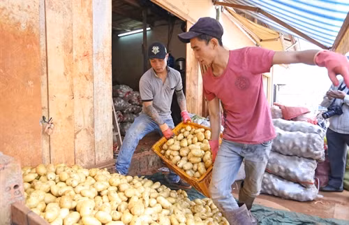 Nhân công một vựa khoai tây Trung Quốc đổ khoai vào một góc sau khi đã rửa sạch để chuẩn bị “trộn đất”.