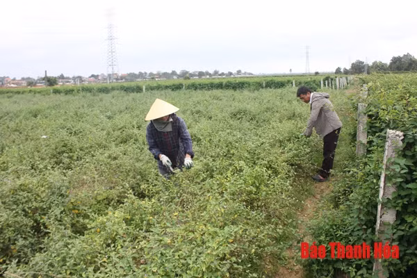Trồng cây dược liệu - hướng khởi nghiệp mới của phụ nữ xứ Thanh ảnh 1