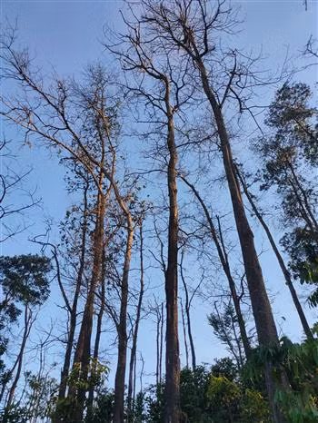 Tạm hoãn việc giao rừng, hàng chục ha keo chết khô chờ dự án ảnh 2