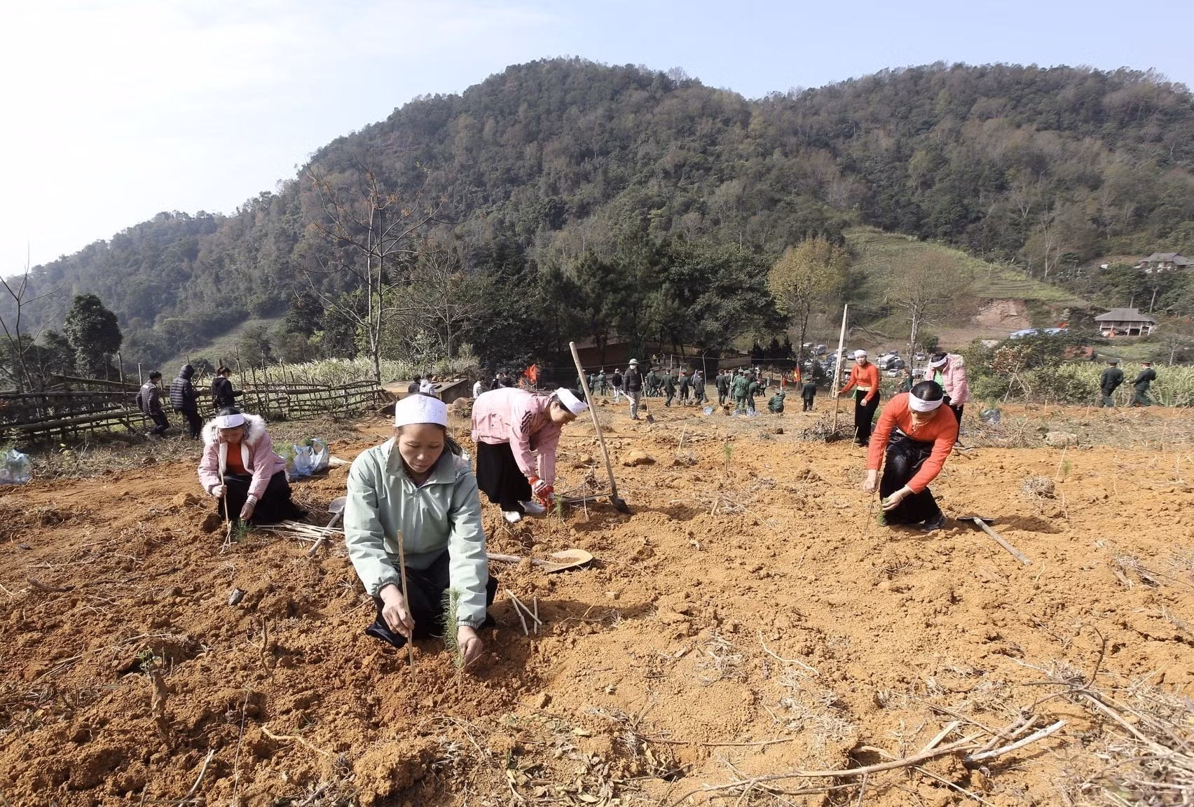 Trung ương Đoàn phát động Tết trồng cây “Đời đời nhớ ơn Bác Hồ” xuân Quý Mão tại Hòa Bình ảnh 5