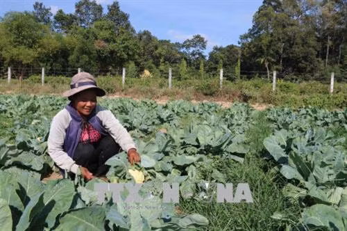 Trà Vinh giảm hơn 4.000 hộ nghèo ảnh 1