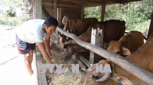 Trà Vinh giảm hơn 4.000 hộ nghèo ảnh 2