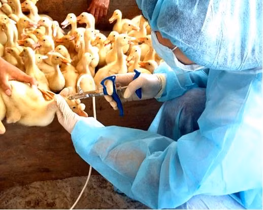 Liên kết phát triển chăn nuôi tập trung theo hướng an toàn sinh học ở Trà Vinh ảnh 2