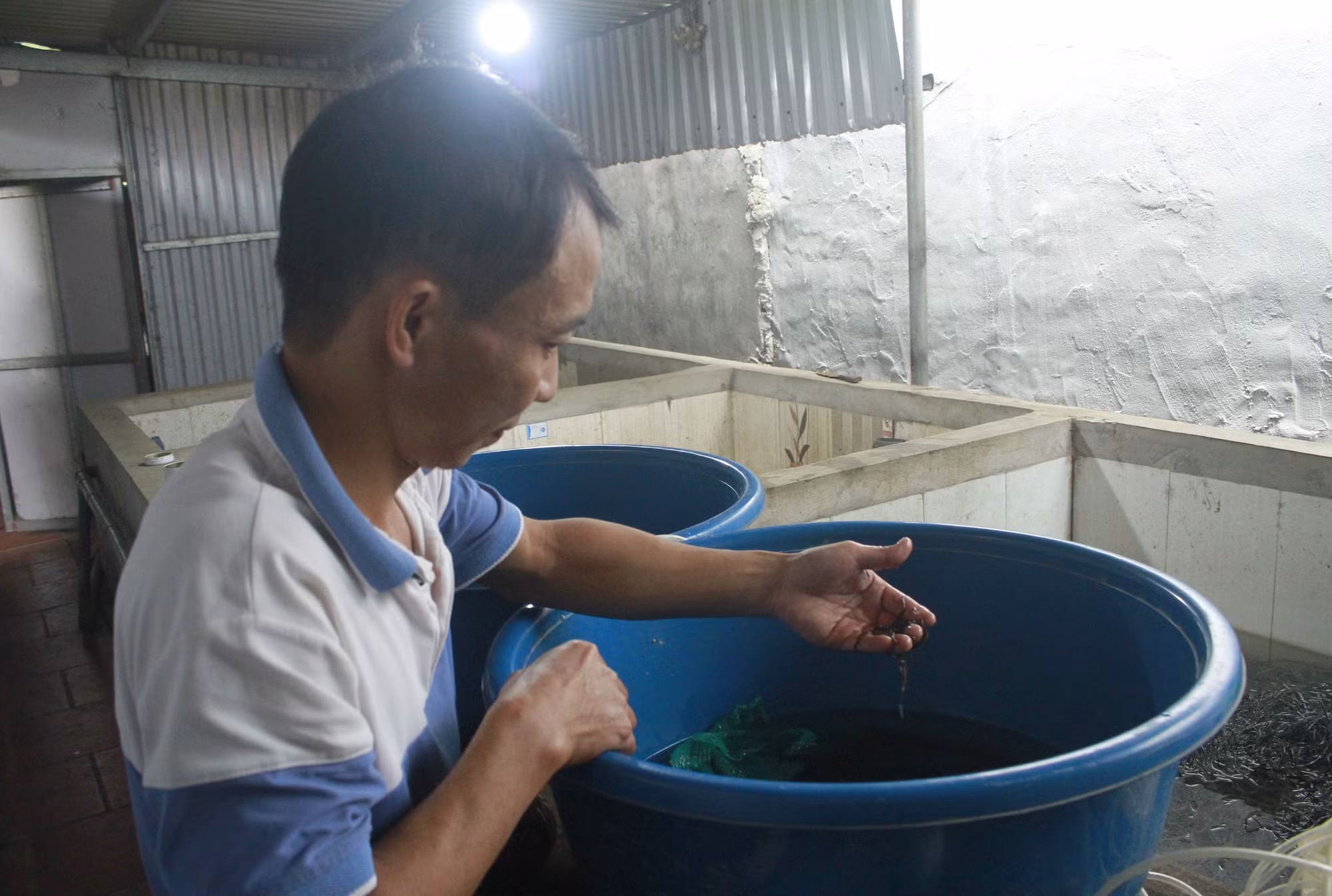 Triển vọng từ mô hình nuôi lươn không bùn ảnh 1