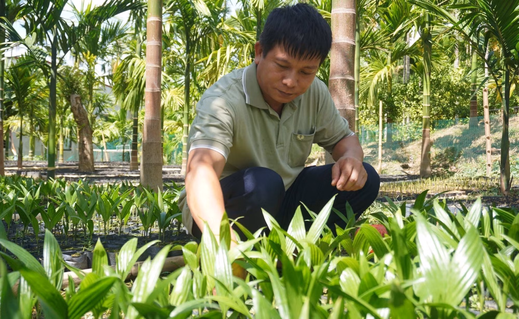 Mô hình trồng cau ở miền núi cho thu nhập hàng tỷ đồng mỗi năm ảnh 1