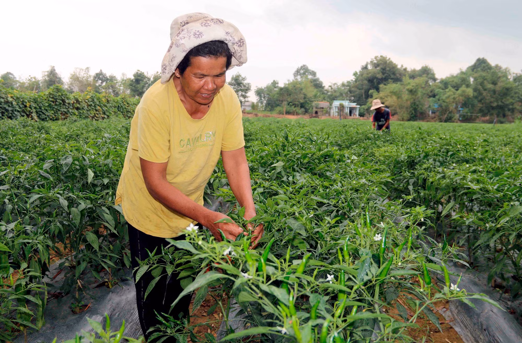 Phát huy vai trò cầu nối trong liên kết sản xuất nông nghiệp ảnh 4