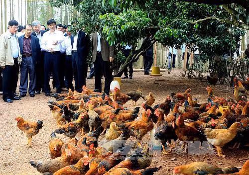 Bắc Giang tìm giải pháp nâng chất lượng gà đồi Yên Thế ảnh 2
