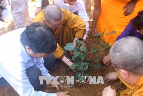 Trồng cây Bồ Đề thiêng tại chùa Tam Chúc. Ảnh: Nguyễn Thị Chinh-TTXVN