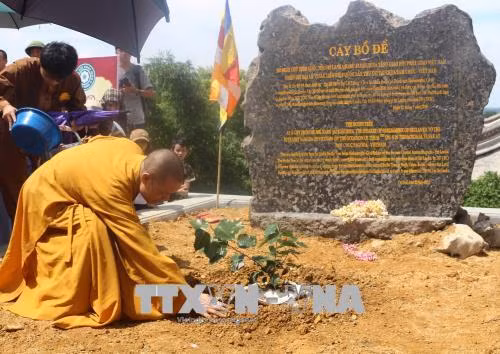 Trồng cây Bồ Đề thiêng tại chùa Tam Chúc. Ảnh: Nguyễn Thị Chinh-TTXVN