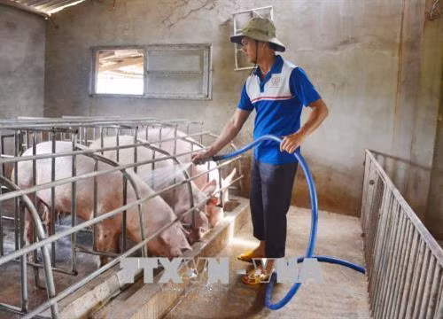 Ngoài thu nhập từ các loại cây trồng, gà, anh còn có nguồn thu từ 20 – 60 con lợn mỗi năm. Ảnh: Hoài Thu - TTXVN