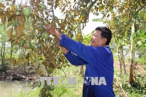 Vườn vú sữa Lò Rèn Vĩnh Kim của gia đình ông Hồ Văn Tuấn, xã Phú Phong, huyện Châu Thành (Tiền Giang). Ảnh: Minh Trí - TTXVN