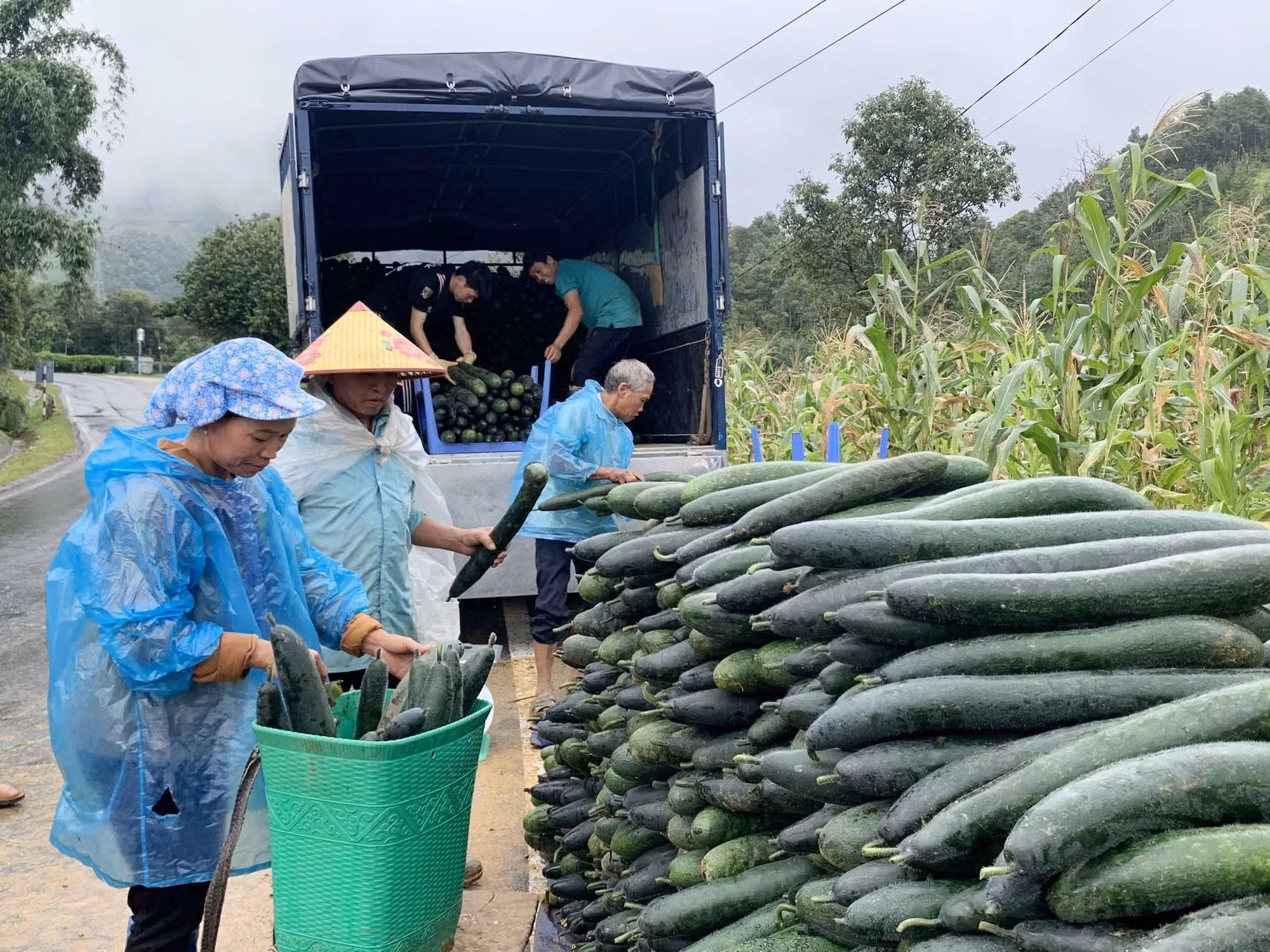 Trồng bí xanh giúp người dân Lai Châu tăng thu nhập ảnh 3