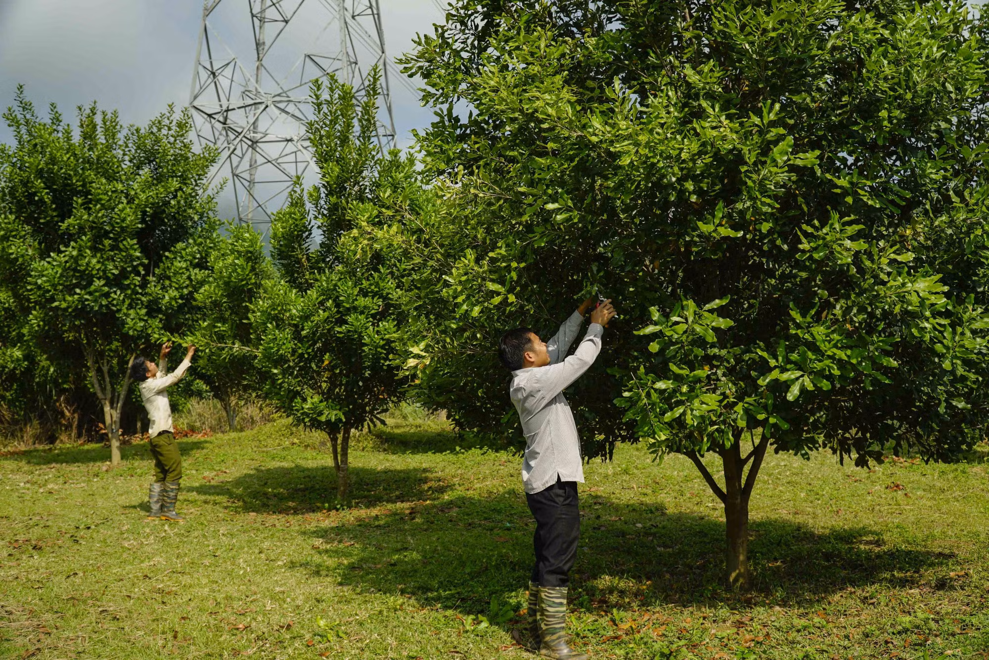 Điện Biên tái cơ cấu nông nghiệp với hơn 10 nhóm sản phẩm ảnh 2