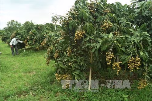 Đồng Tháp nâng cao chất lượng nhãn xuất khẩu ảnh 1 Đồng Tháp nâng cao chất lượng nhãn xuất khẩu ảnh 1