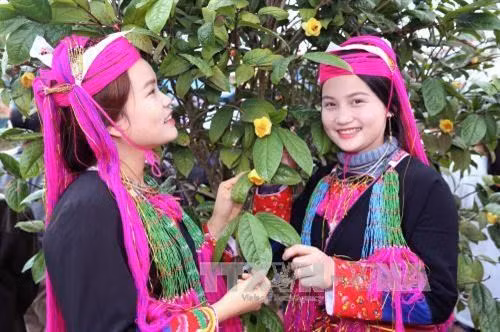 Ba Chẽ phát triển vùng nguyên liệu trà hoa vàng ảnh 1