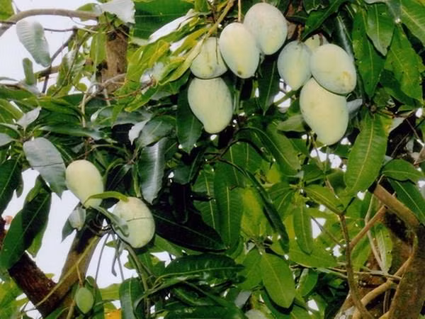 Khuếch trương thương hiệu xoài cát Hòa Lộc ảnh 1