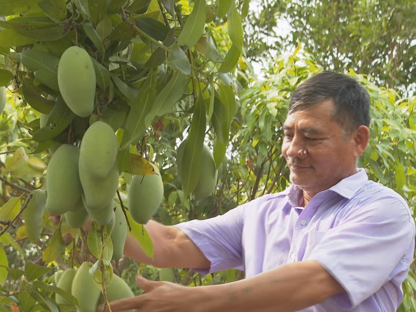 Cây xoài keo "bén duyên" trên mảnh đất khô cằn, sỏi đá vùng biên ảnh 2