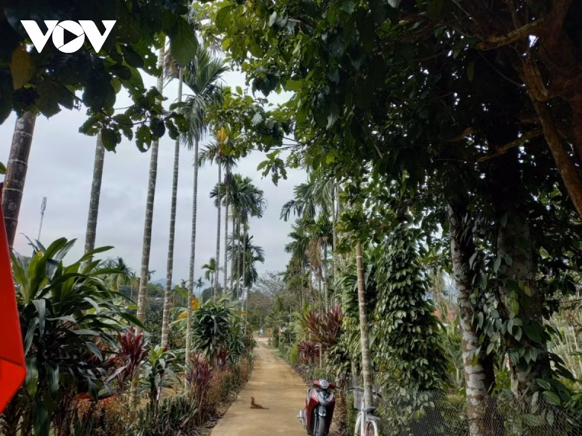 Già làng Hồ Sĩ Thi - Đảng viên người Cơ Tu làm kinh tế giỏi, giúp nhiều người thoát nghèo ảnh 2