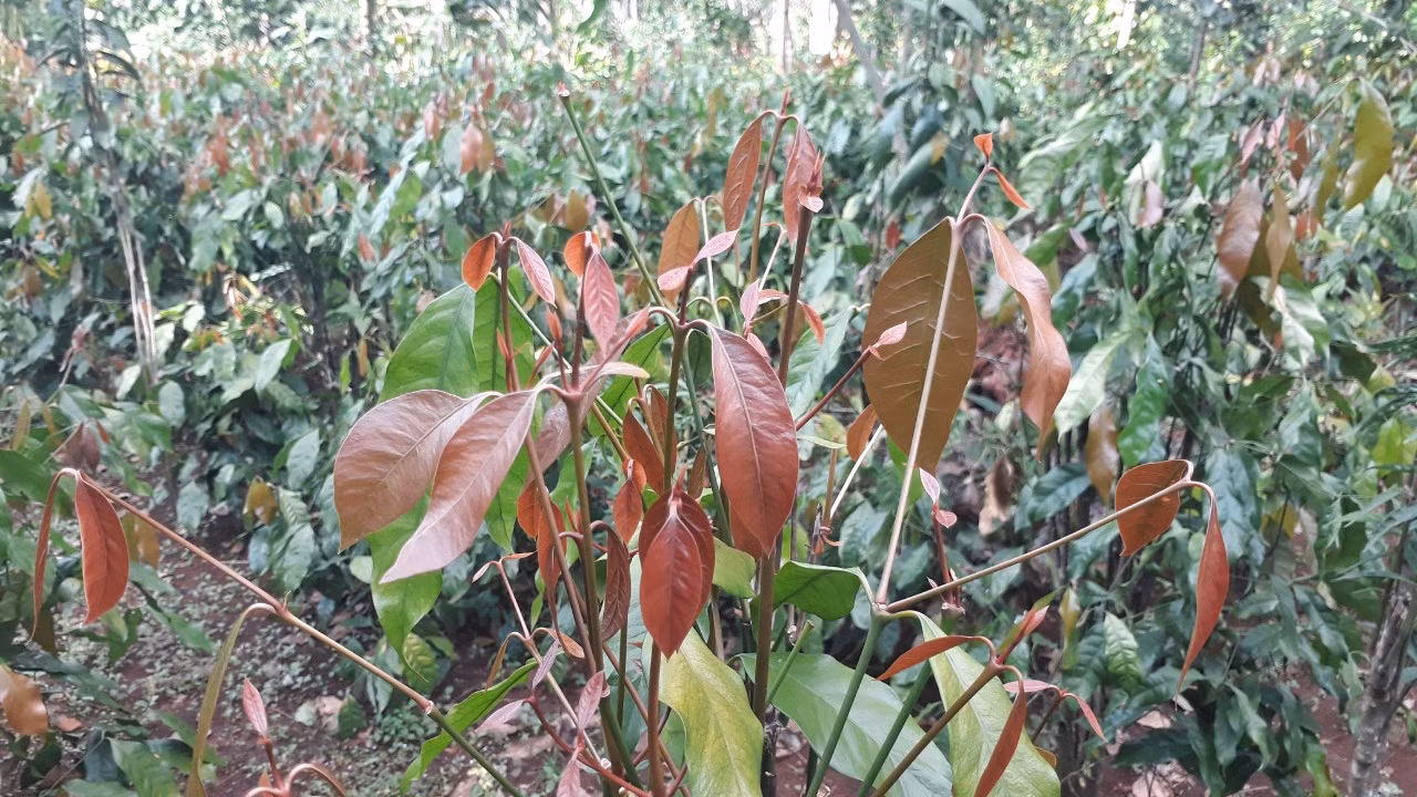 "Thuần hóa” đặc sản rau rừng, tạo sinh kế bền vững cho đồng bào dân tộc thiểu số ảnh 1