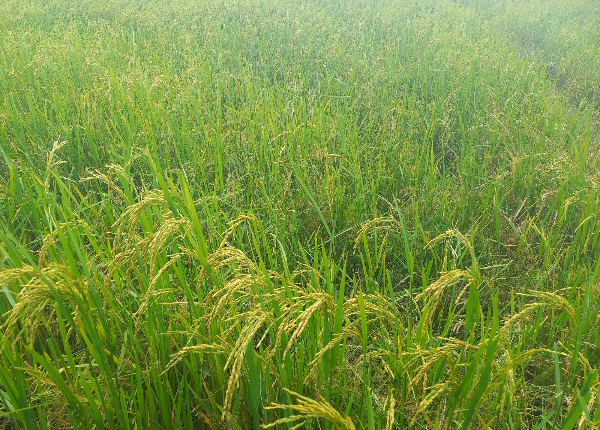Ngăn chặn nạn chuột phá hại lúa Hè Thu ảnh 2 Ngăn chặn nạn chuột phá hại lúa Hè Thu ảnh 2